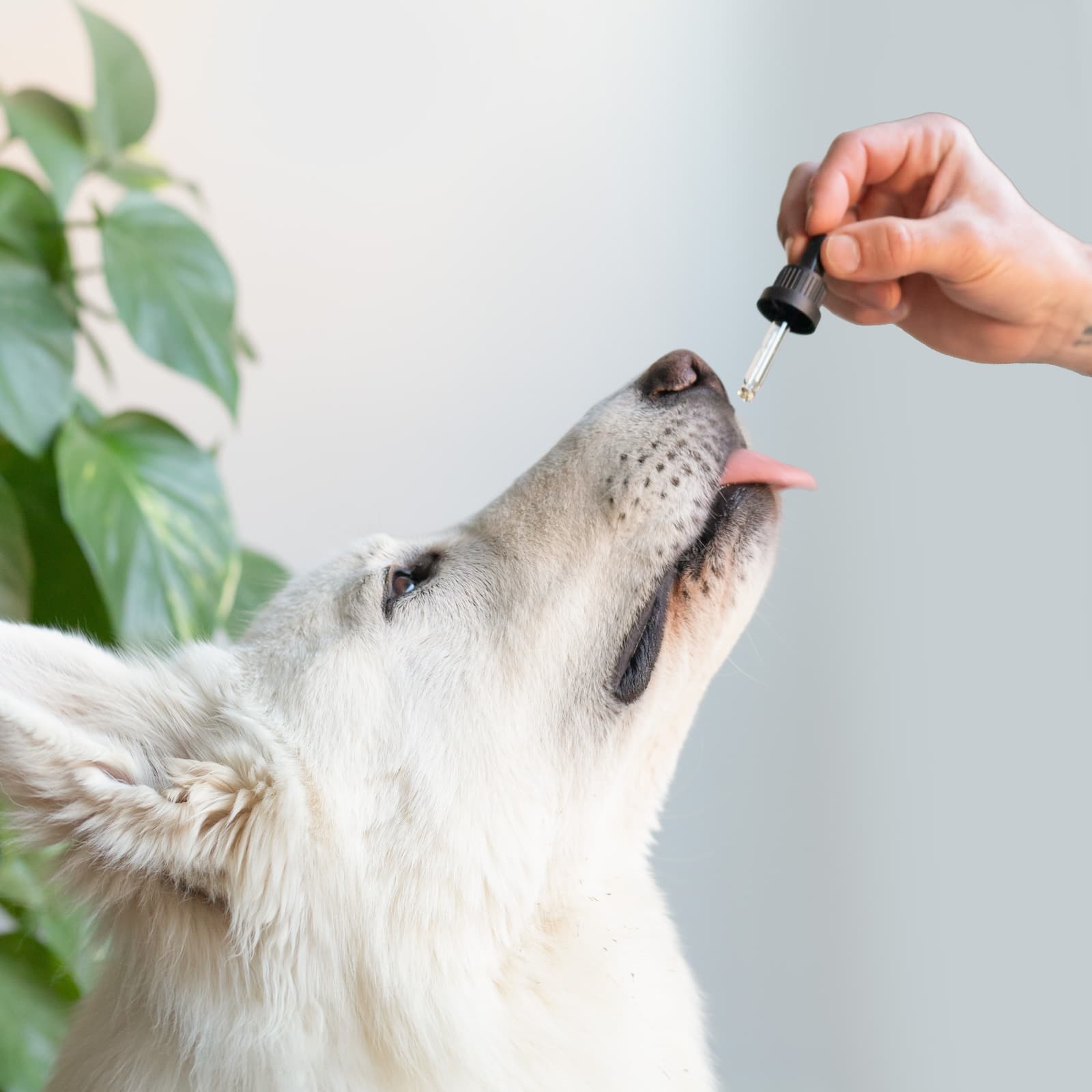 CBD Oil 7% for Big Dogs | Bacon 10ml